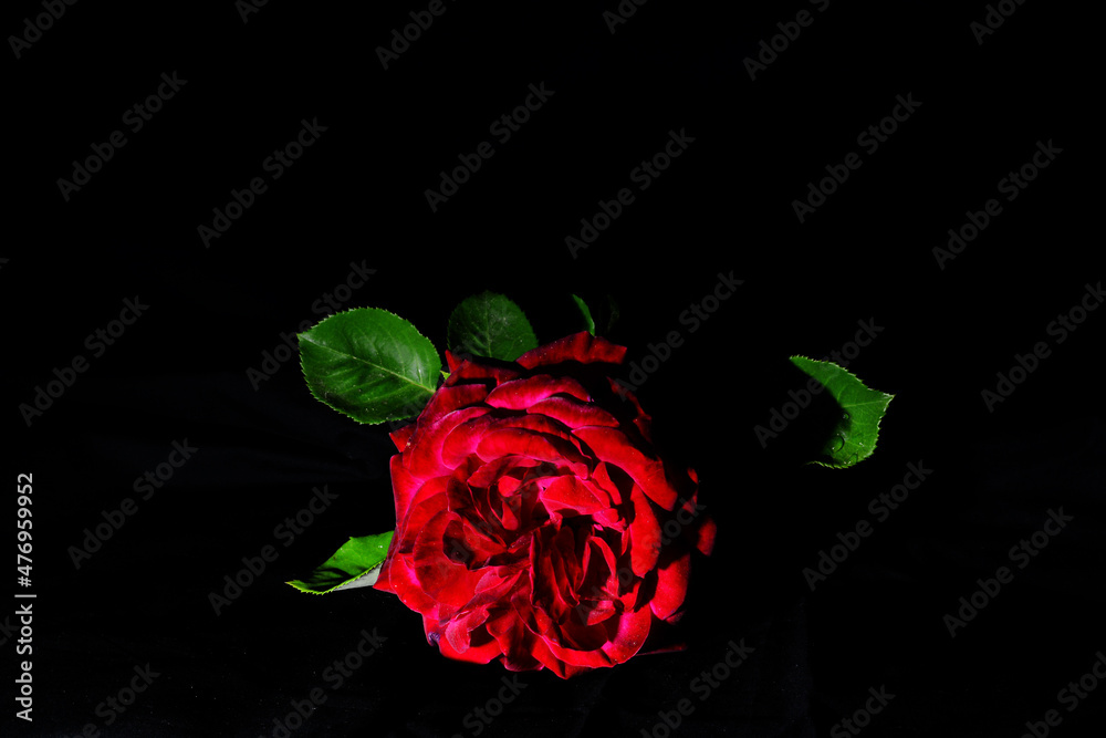 a red rose for a dark night of passion