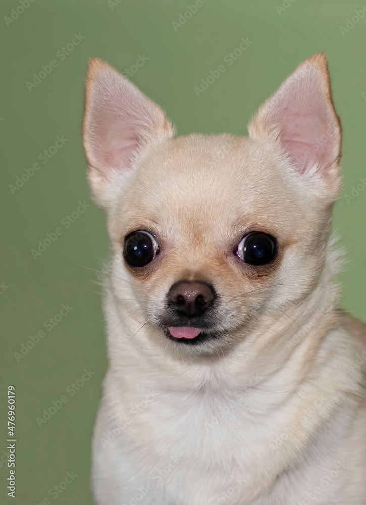 chihuahua dog portrait
