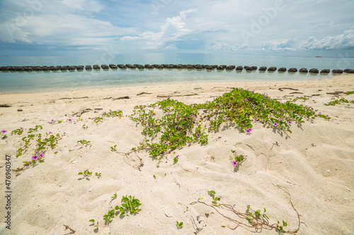 Beach with flowers, Turtle Island, Borneo photo