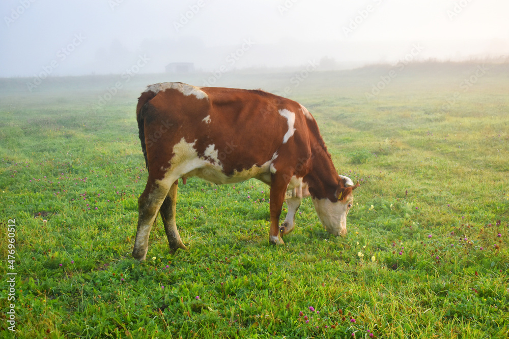 A brown cow grazes the green grass in the morning over the mist