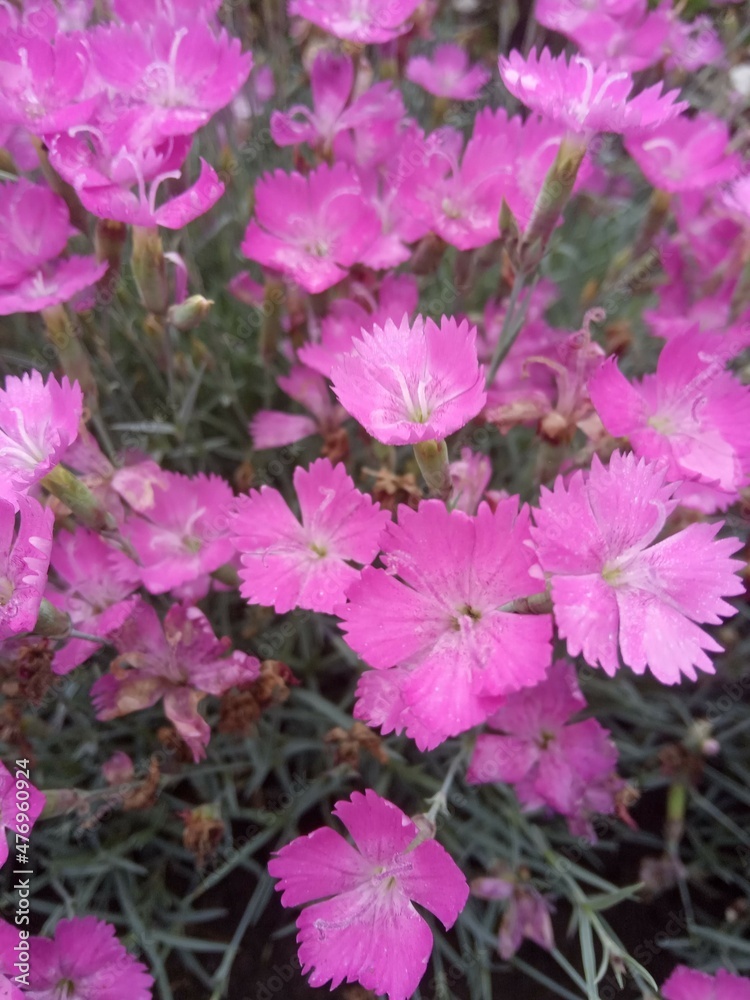 pink flowers