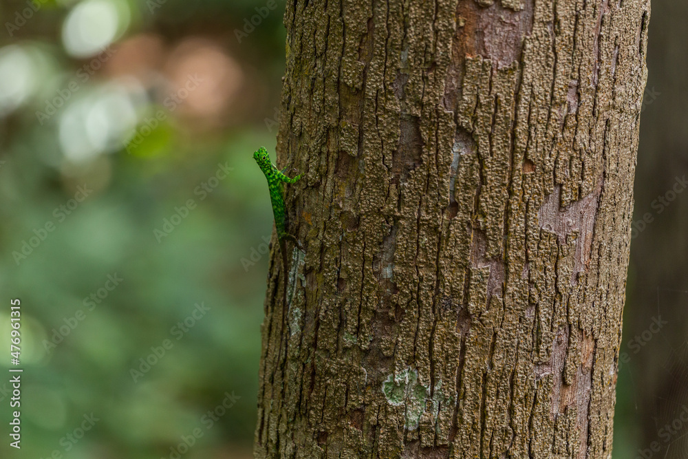 Draco cornutus, flying dragon, agamid lizard endemic to Borneo Draco cornutus, flying dragon, agamid lizard endemic to Borneo