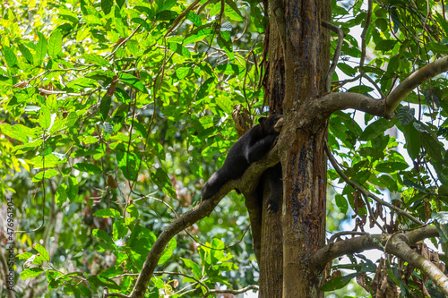 Sunbear is endangered species edemic to Borneo