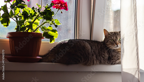 The image of a striped cat with green eyes looking directly at the camera, sitting on the windowsill next to a geranium