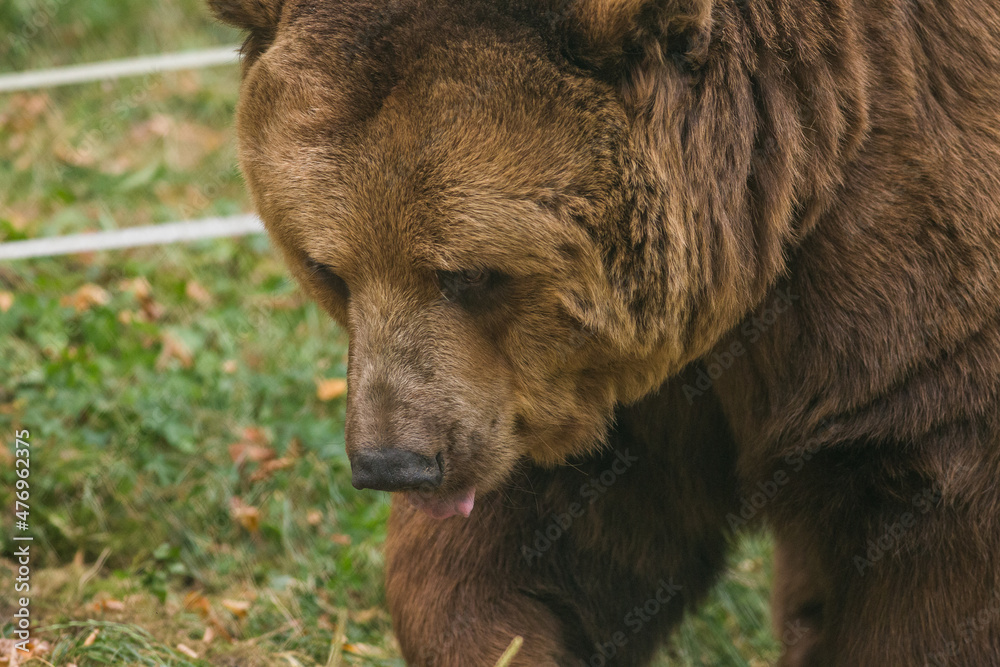 Brown bear Brown bear