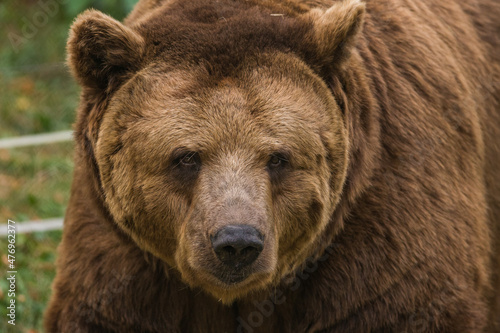 Brown bear © Pavel