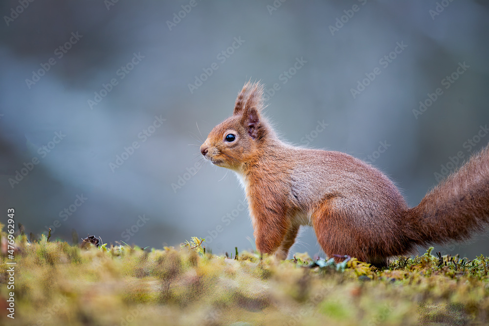 A Red Squirrel standing on the ground looking for food. Taken in Scotland