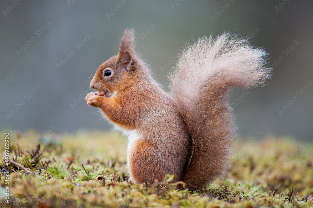 A red squirrel standing on the ground eating a nut. Taken in Scotland