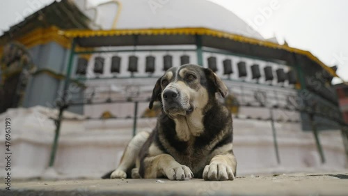 Sad homeless peaceful gray dog laying alone at Kathmandu street. Stray animal