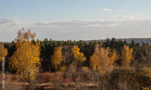 birch on the hill in autumn landscape. Blue sky, evening sun