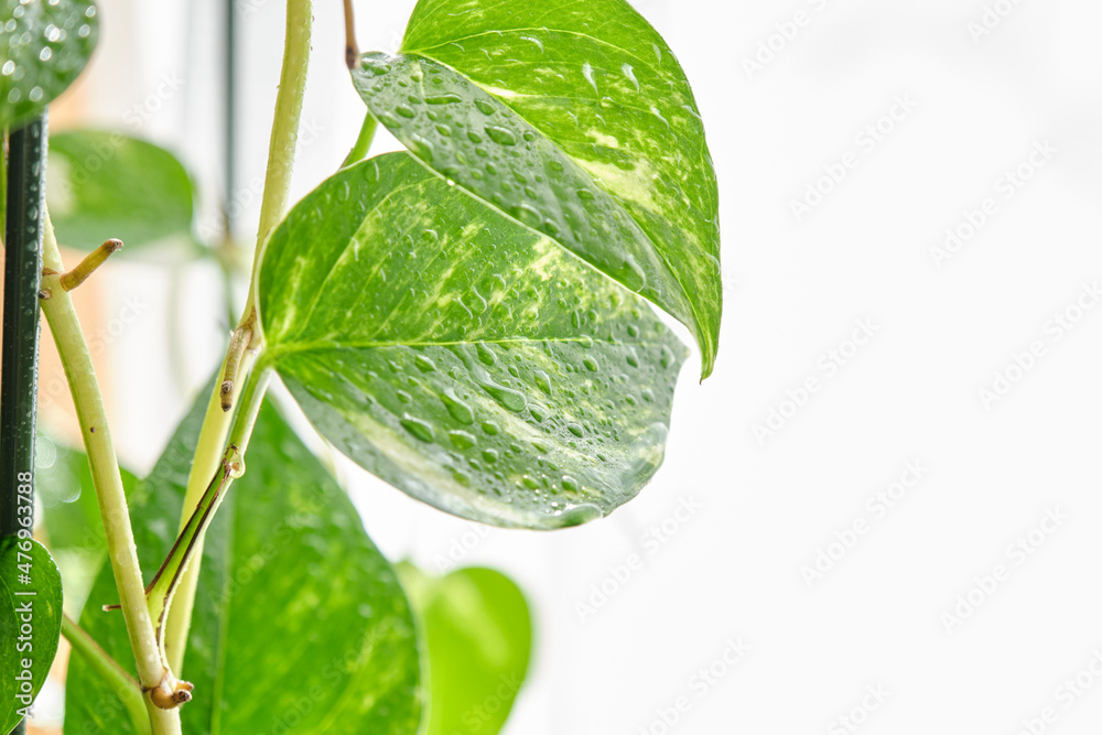 部屋の中の観葉植物 水やり 観葉植物 葉っぱ ポトス Stock Photo Adobe Stock