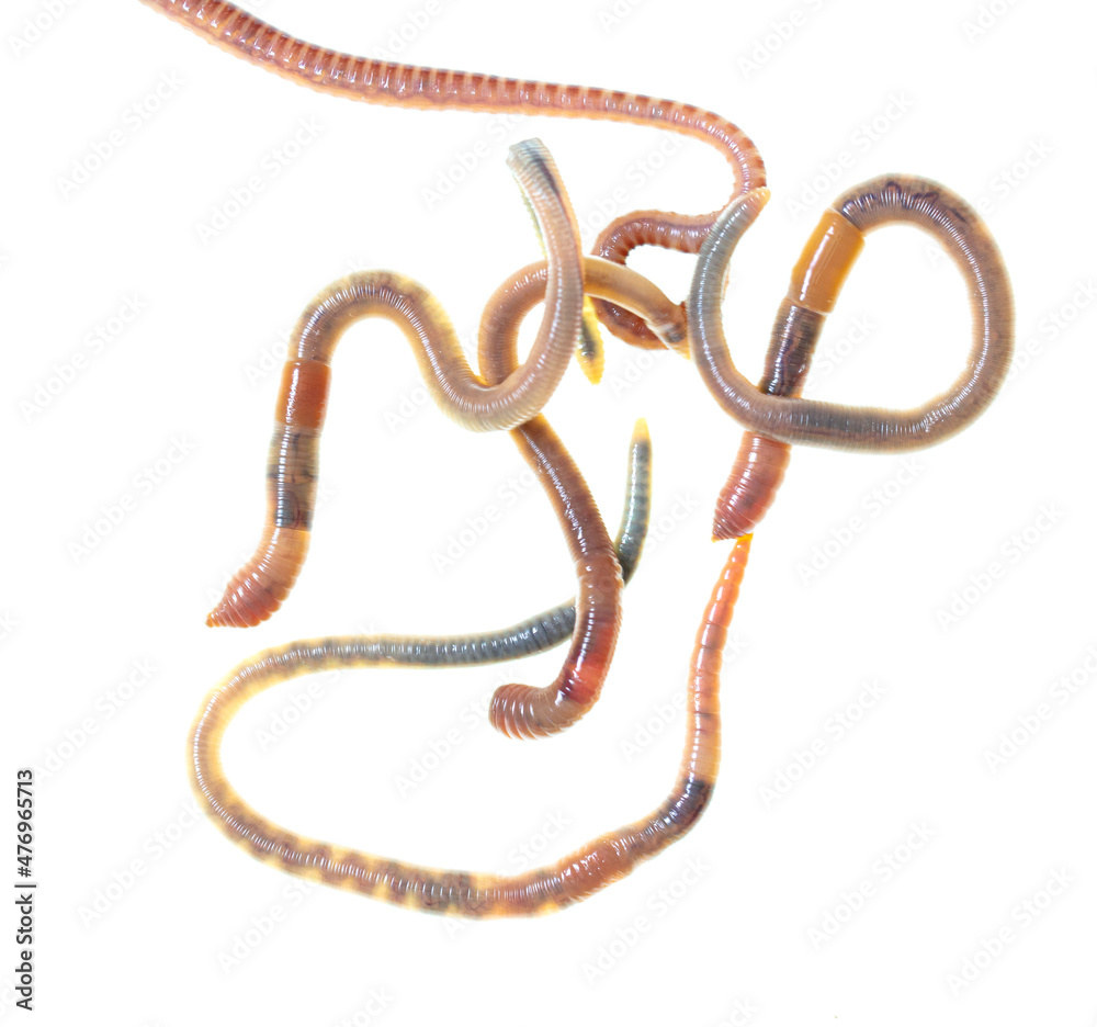 Earthworms isolated on a white Earthworms isolated on a white