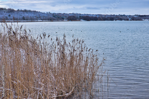 Ufer mit Schilf am Markkleeberger See im Winter mit Schnee, Markkleeberg bei Leipzig, Sachsen, Deutschland