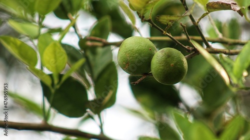 An orange tree bearing fruit in the garden