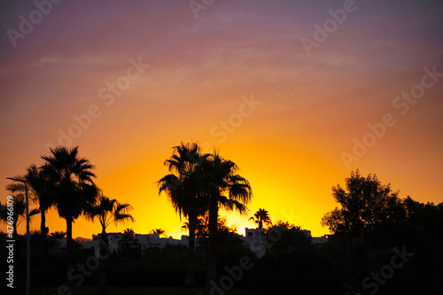 Silhouette of palm trees, beautiful sunset on the tropical sea beach on nature pink background for travel in holiday relax time © Evgeniya Sheydt