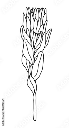 ペンで手描きした一輪のプロテアのドライフラワーの線画