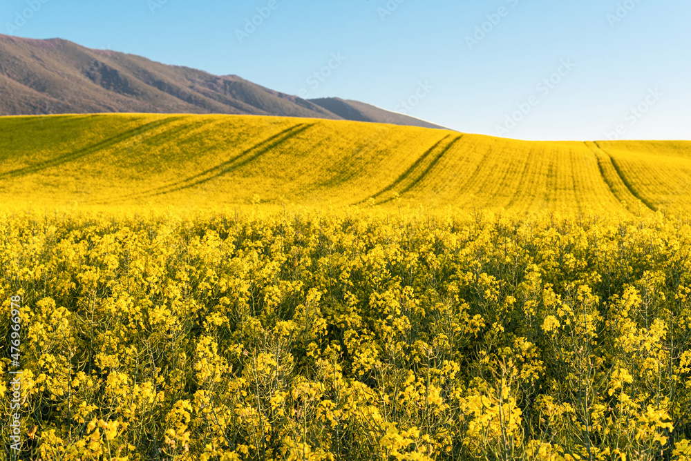 Obraz premium Just spring in fields