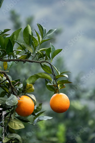 fresh oranges hanging in the orchard