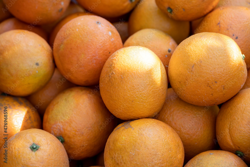 fresh oranges hanging in the orchard fresh oranges hanging in the orchard