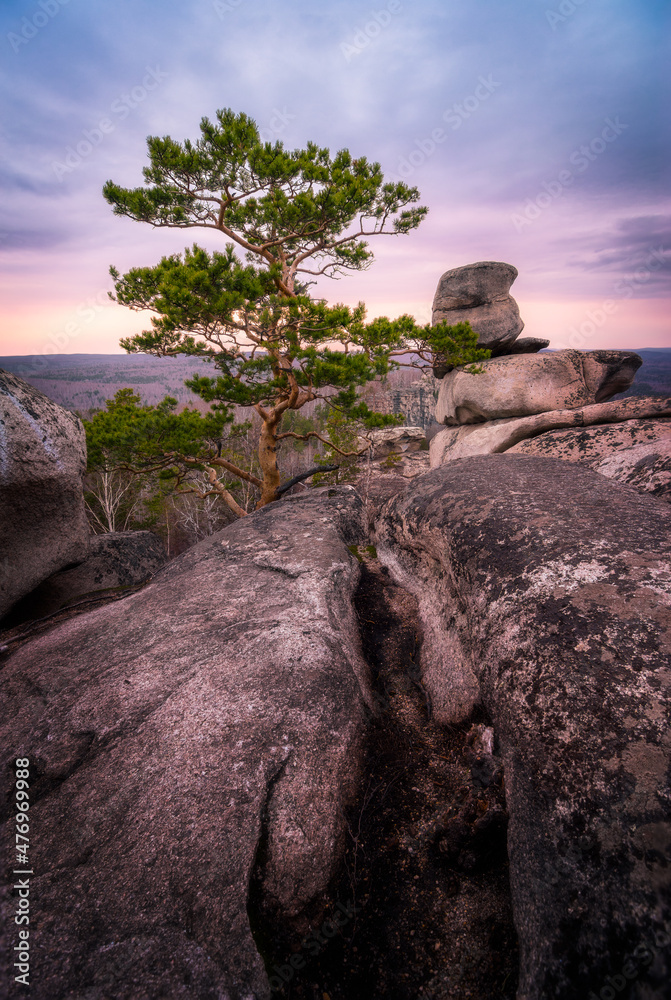 Pine growing on rocky outcrops under the purple sunset sky