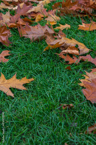 autumn leaves on grass