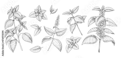 Peppermint sketch. Mint leaves branches and flowers vintage engraving. Hand drawn spearmint and melissa herbs. Culinary or medical aromatic plant twigs. Vector botanical elements set photo