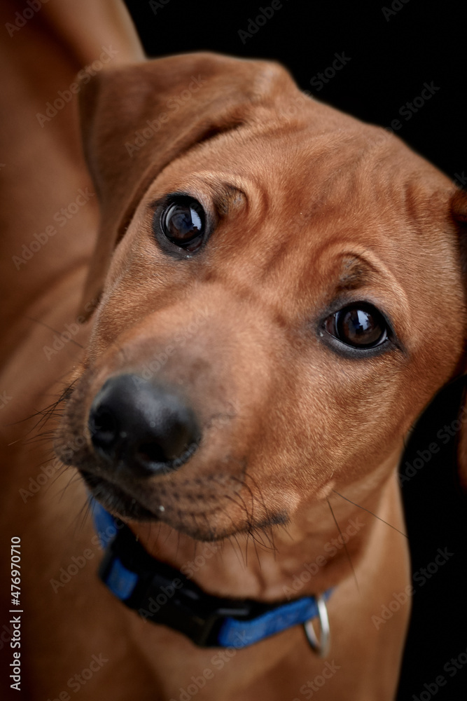 Close-up of a brown Rhodesian Ridgeback puppy isolated on black background.