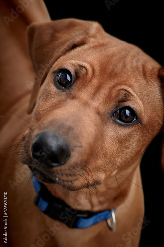 Close-up of a brown Rhodesian Ridgeback puppy isolated on black background.