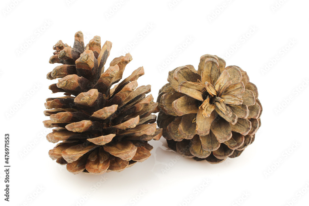 Pair of brown pine cones isolated on white background Pair of brown pine cones isolated on white background