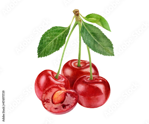 Cherry watercolor illustration isolated on white background