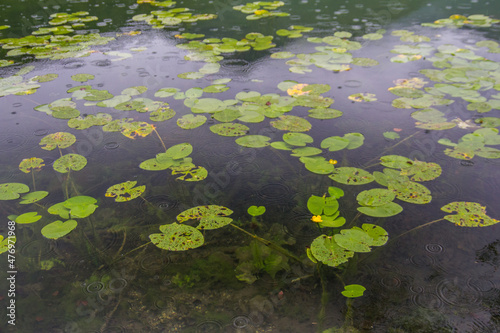 Fototapeta Rain falls and splashes on a lilly pond