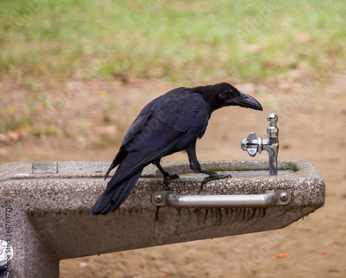 Big black crow drinking from fountain in Yoyogi park