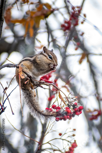 Cute little chipmunk stocks up rowan for the winter in the autumn forest