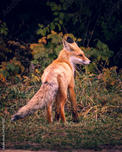 Wild red fox standing at the edge of the autumn forest