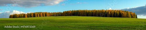 Panorama of the autumn golden colored larch forest with green grass under cloudy blue sky