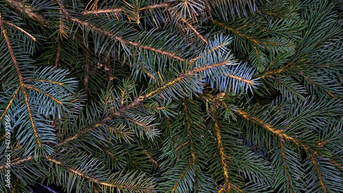 Branches of blue spruce  photo in the afternoon