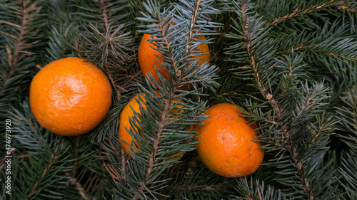 Branches of a blue Christmas tree and tangerines, photo in the afternoon