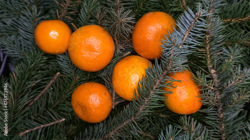 Branches of a blue Christmas tree and tangerines, photo in the afternoon