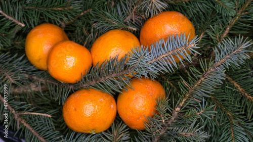 Branches of blue spruce and tangerines, photo in the afternoon
