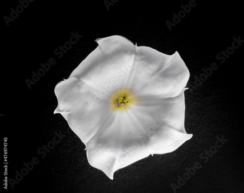 Top view of a flower on a black background. View above.