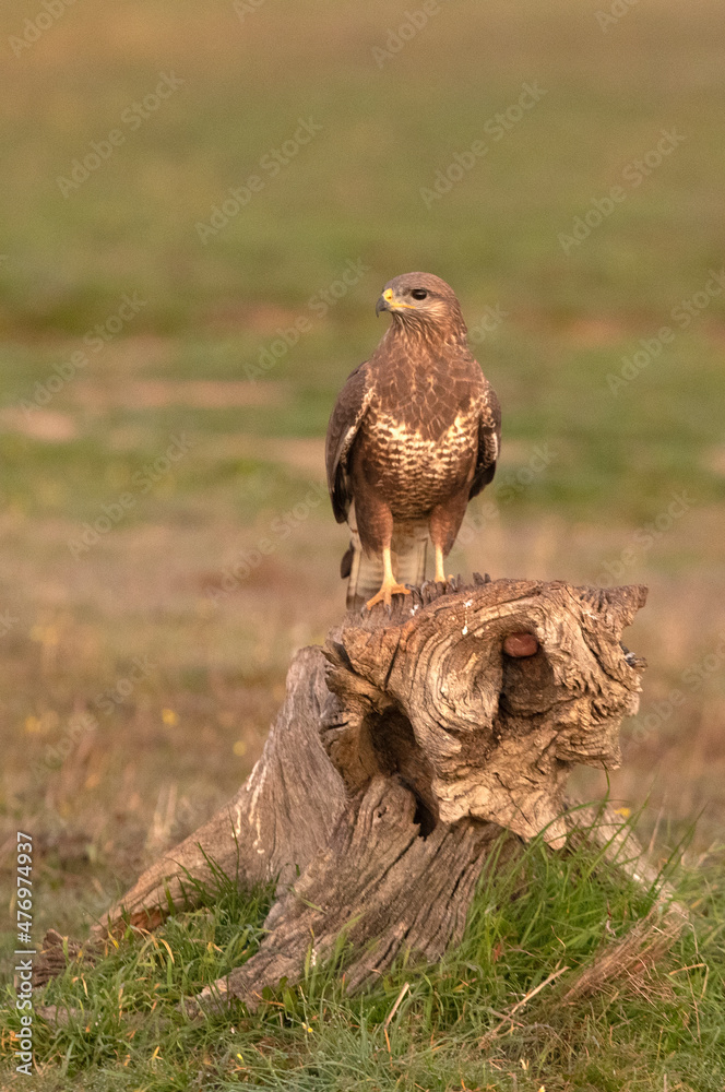 Fototapeta premium Common buzzard with the first light of a cold winter day