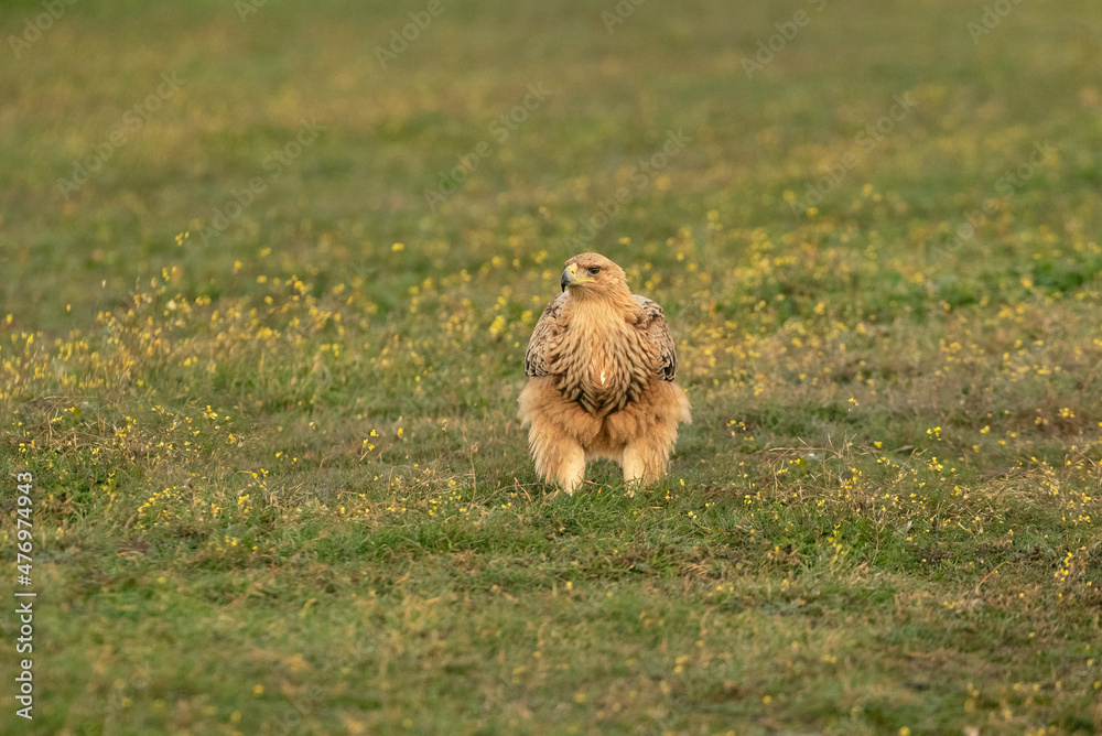 Fototapeta premium Young of Spanish Imperial Eagle in Mediterranean forest with the first light of the day