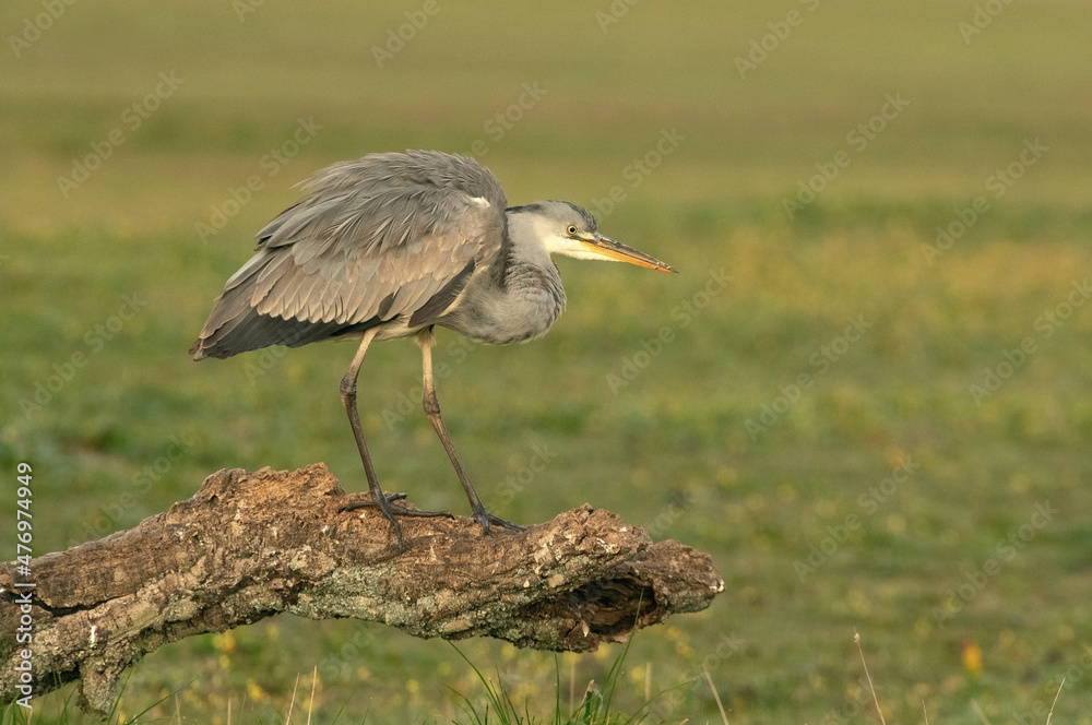 Fototapeta premium Gray heron with the dawn lights of a cold winter day