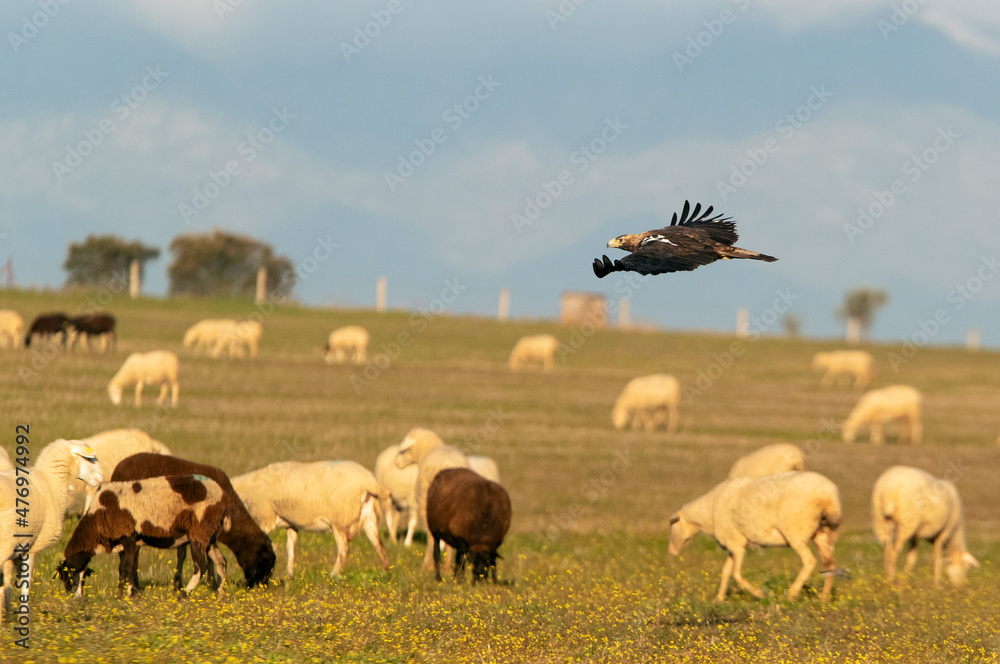 Fototapeta premium Adult Spanish Imperial Eagle in flight at first light on a cold winter day