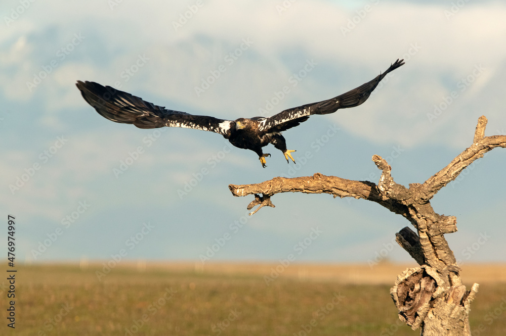 Obraz premium Spanish Imperial Eagle taking off from his favorite watchtower with the first light of day