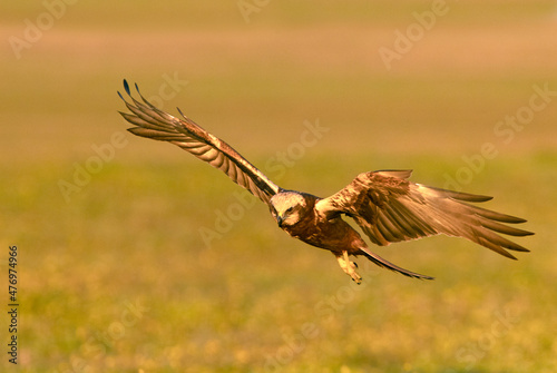 Adult female Western marsh harrier flying with the first rays of dawn on a winter's day