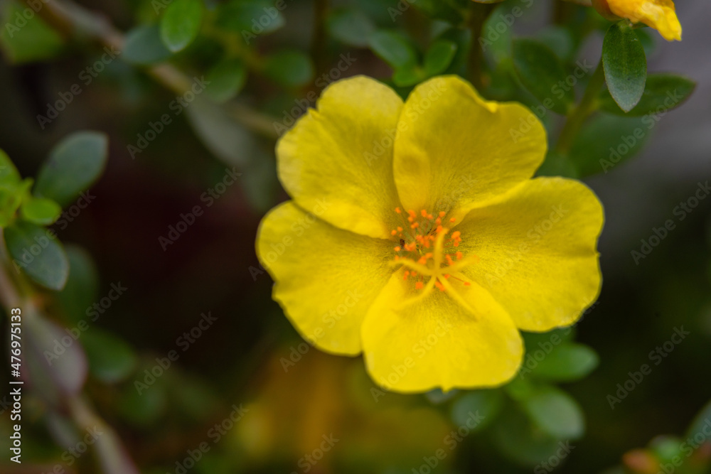 beautiful flowers in the yellow garden