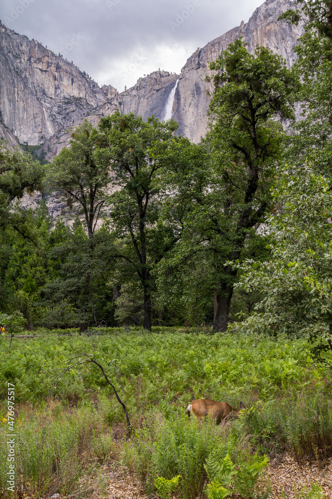 Deer in Yosemite Falls from Yosemite Valley, California