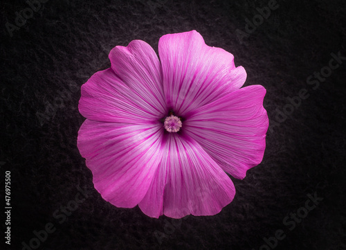 Studio shot of flower on black background. Closeup. photo