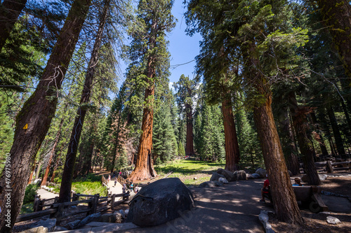 Sequoia National Park